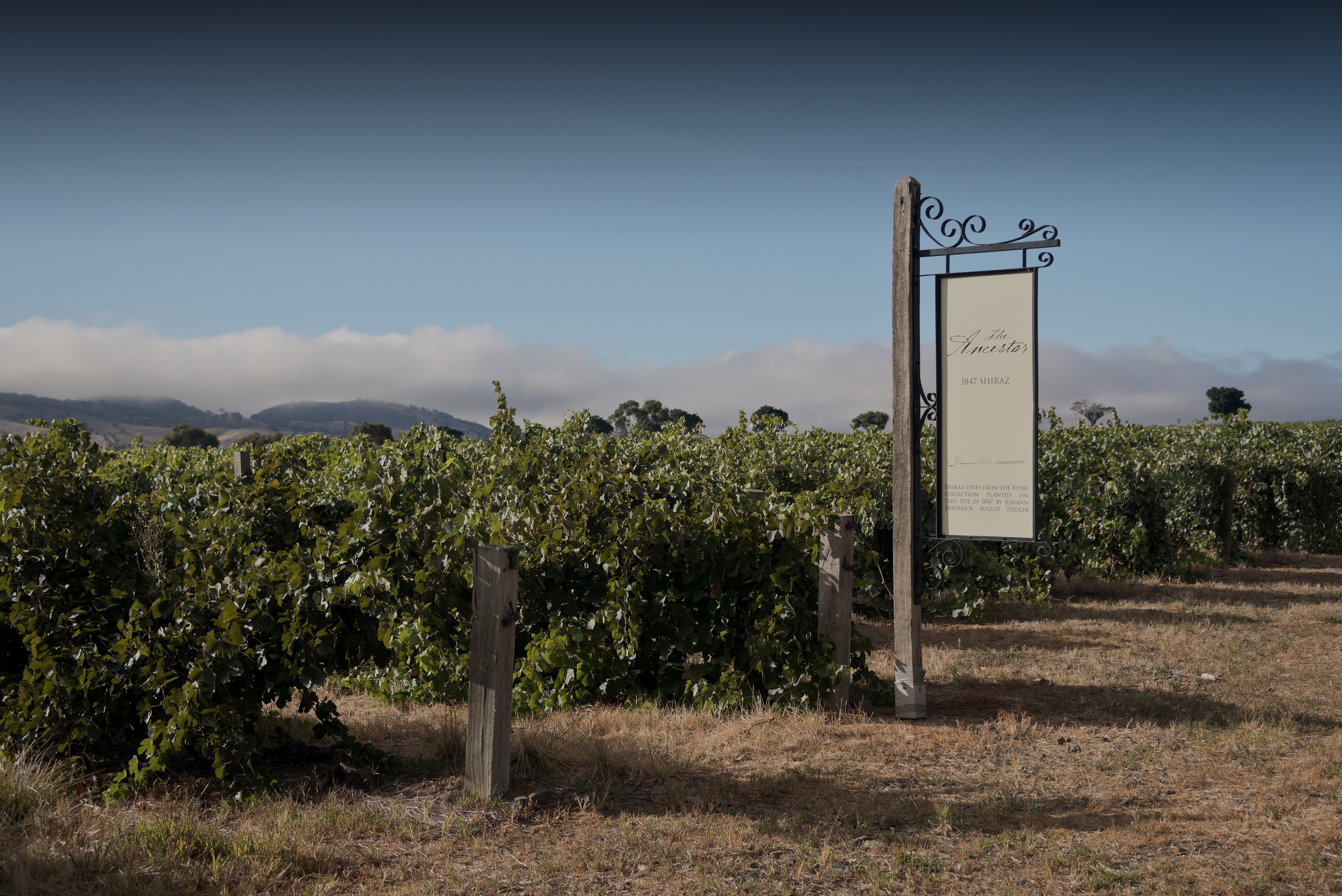 Turkey Flat Vineyards Barossa Valley South Australia Turkey Flat